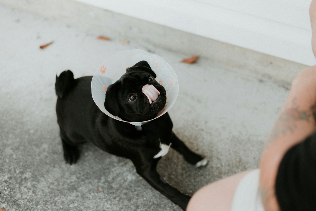 Seguro de gastos veterinarios de mascotas